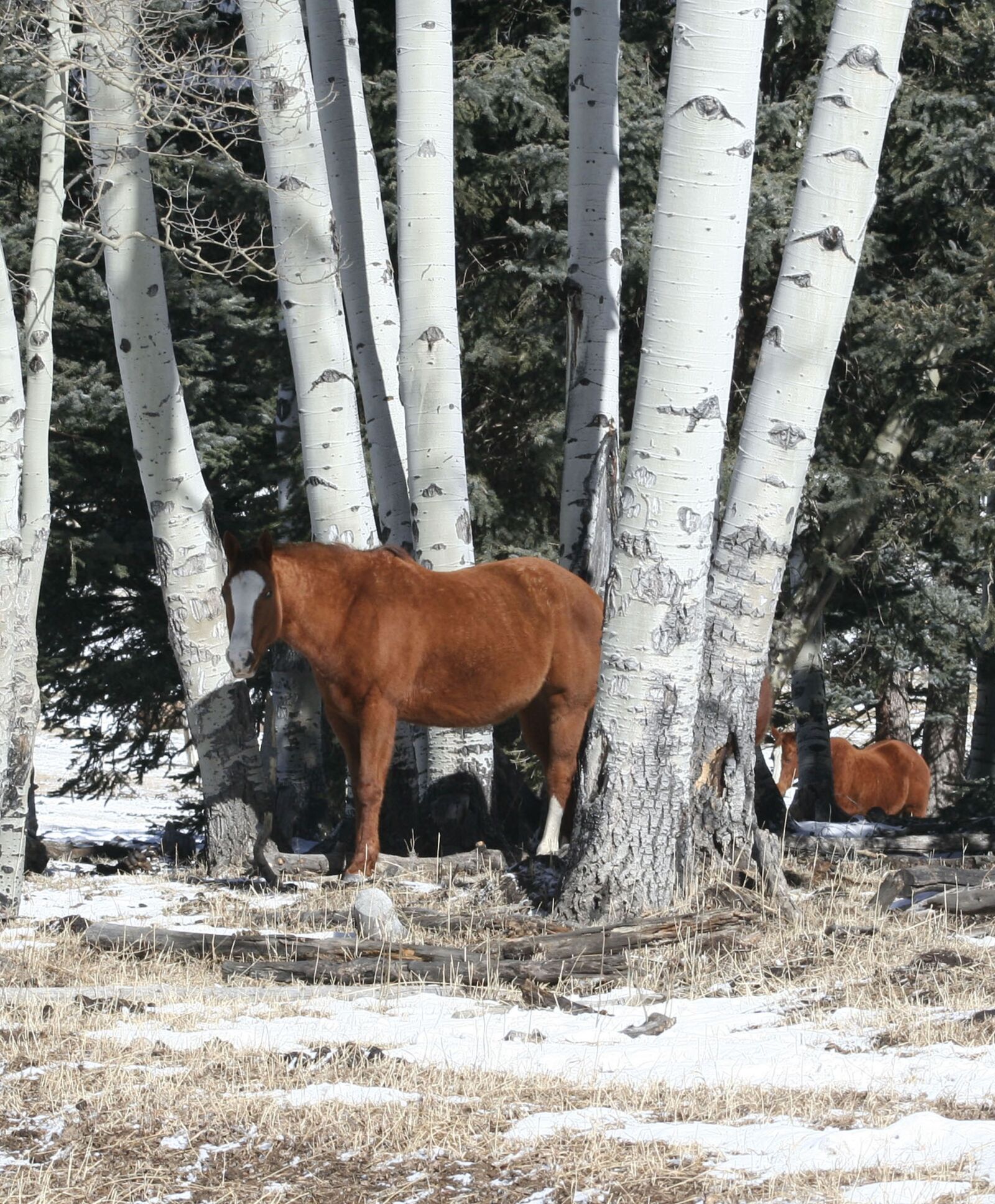 Canon EOS 350D (EOS Digital Rebel XT / EOS Kiss Digital N) sample photo. Horses, aspen, ranch horses photography