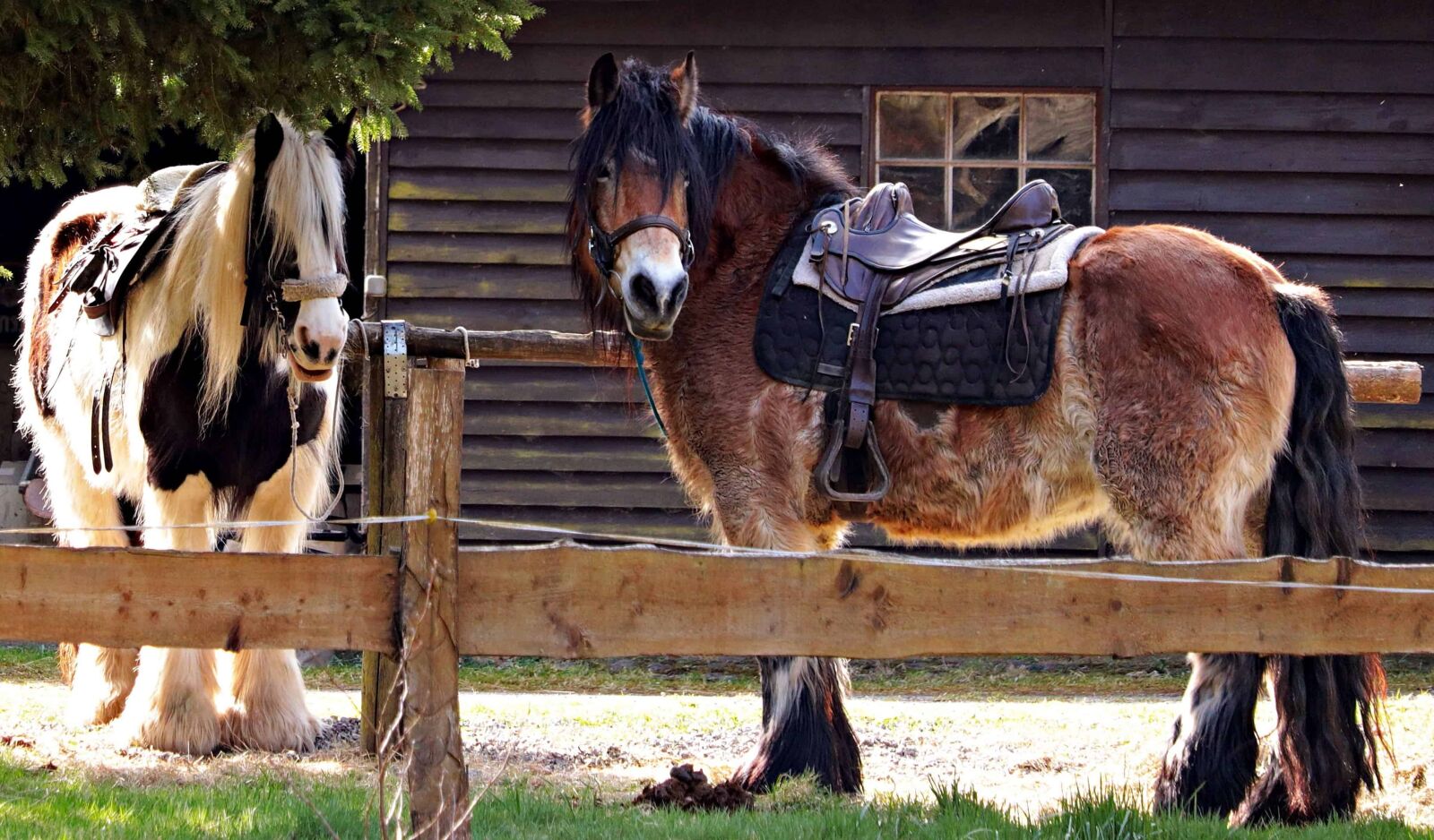 Canon EOS 80D sample photo. Barn, animal, livestock, horse photography