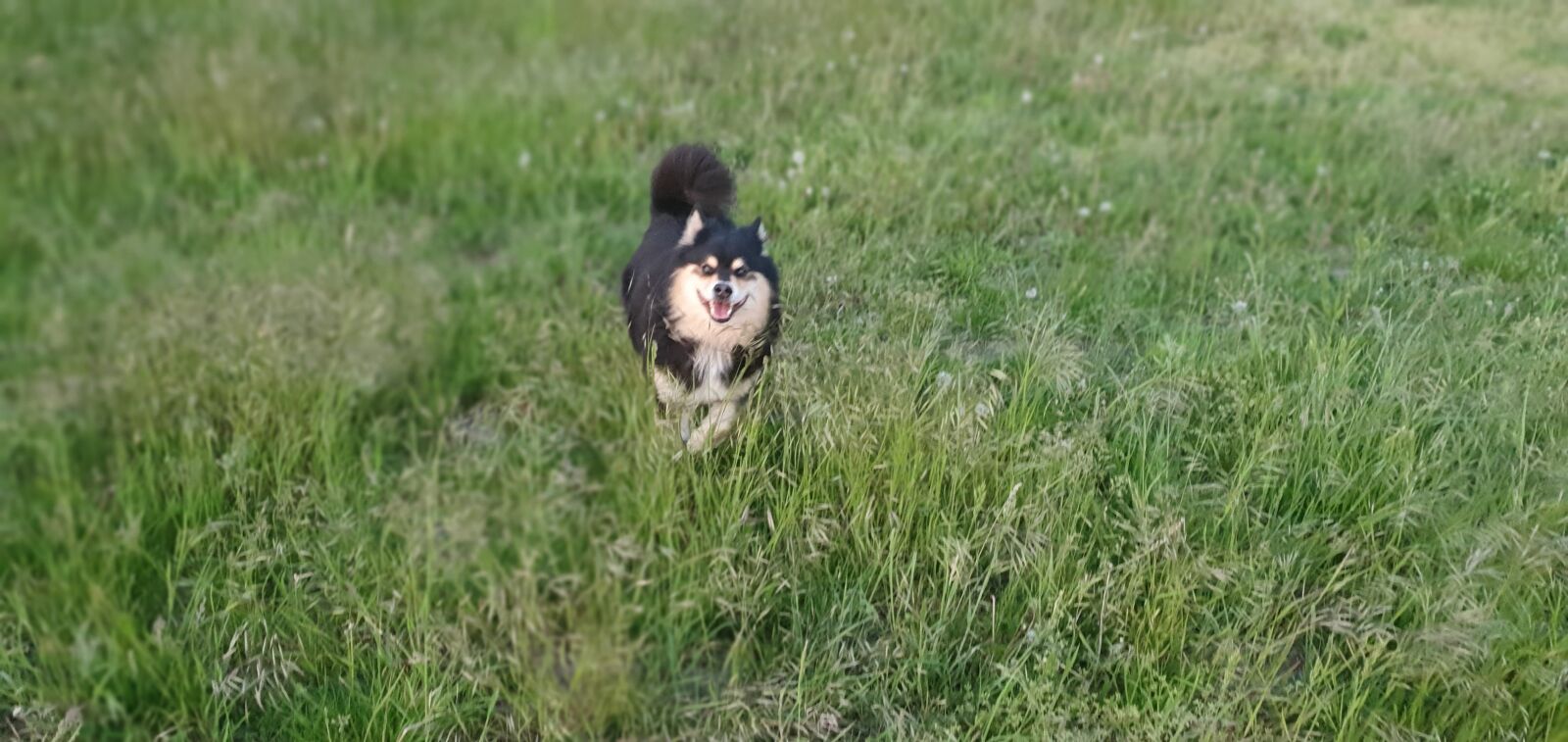 Samsung Galaxy S10e sample photo. Hund, finnischer lapphund, gras photography