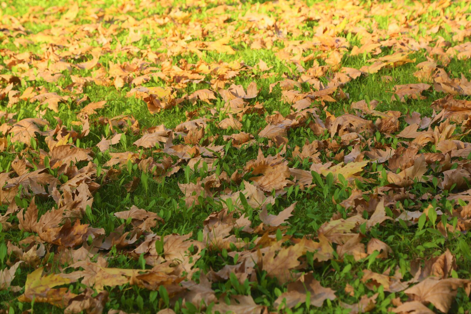 Canon EF 24-105mm F4L IS USM sample photo. Autumn, the leaves are photography