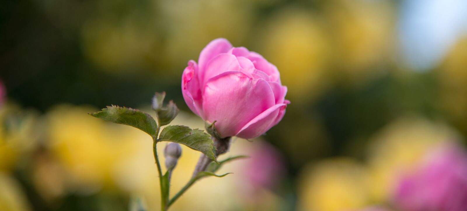 Nikon D850 sample photo. Rose, flower, shrub photography