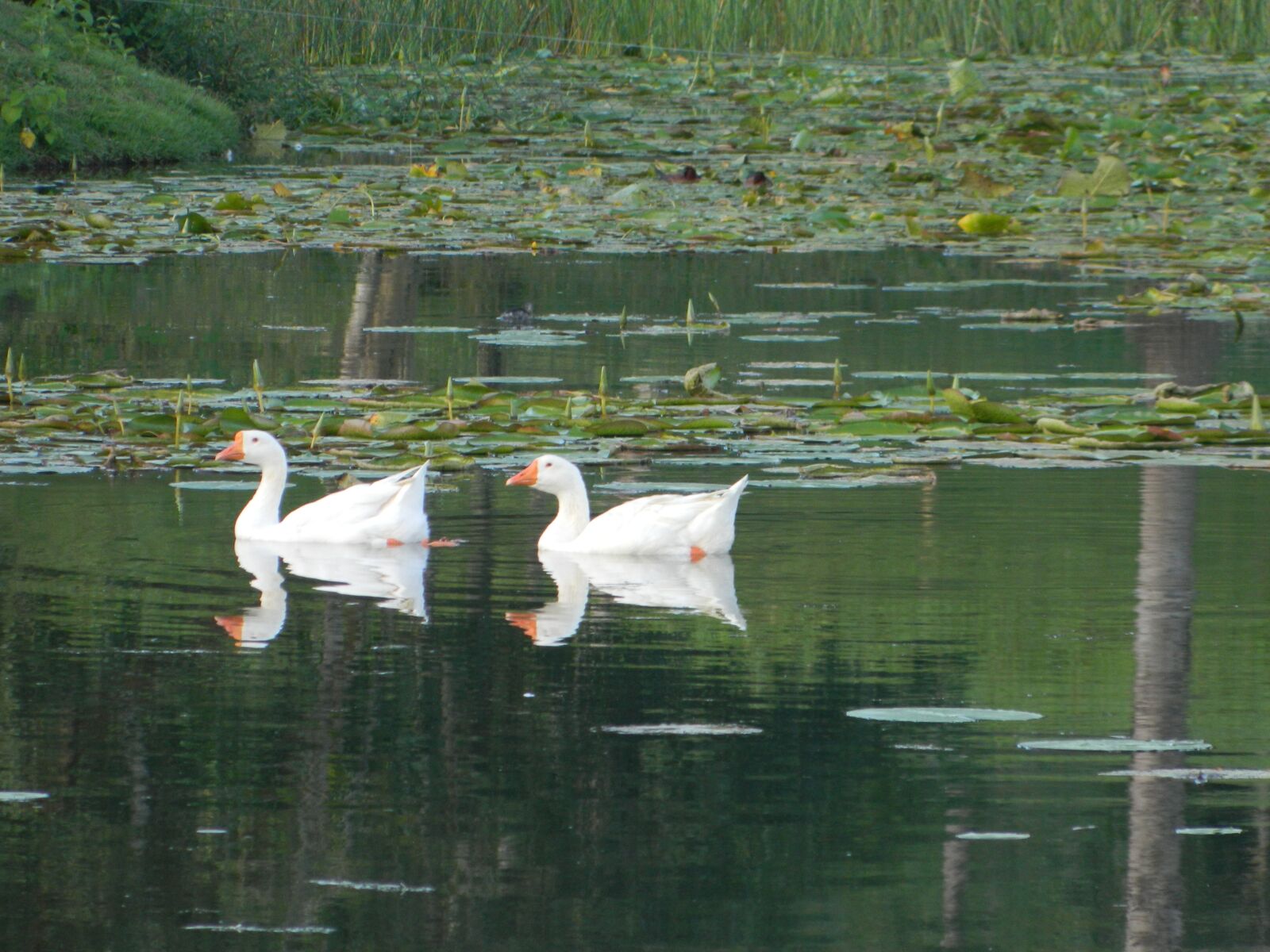 Nikon Coolpix L120 sample photo. Duck, mallards, pond photography