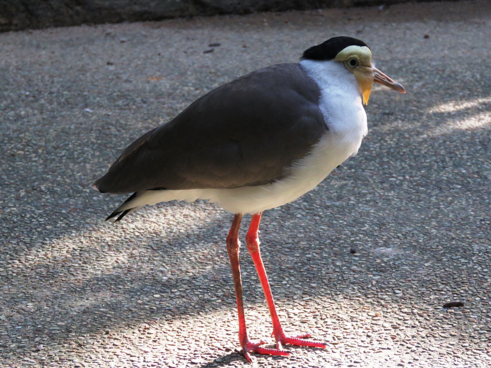 Canon PowerShot SX60 HS sample photo. Purple bird, bird, looking photography
