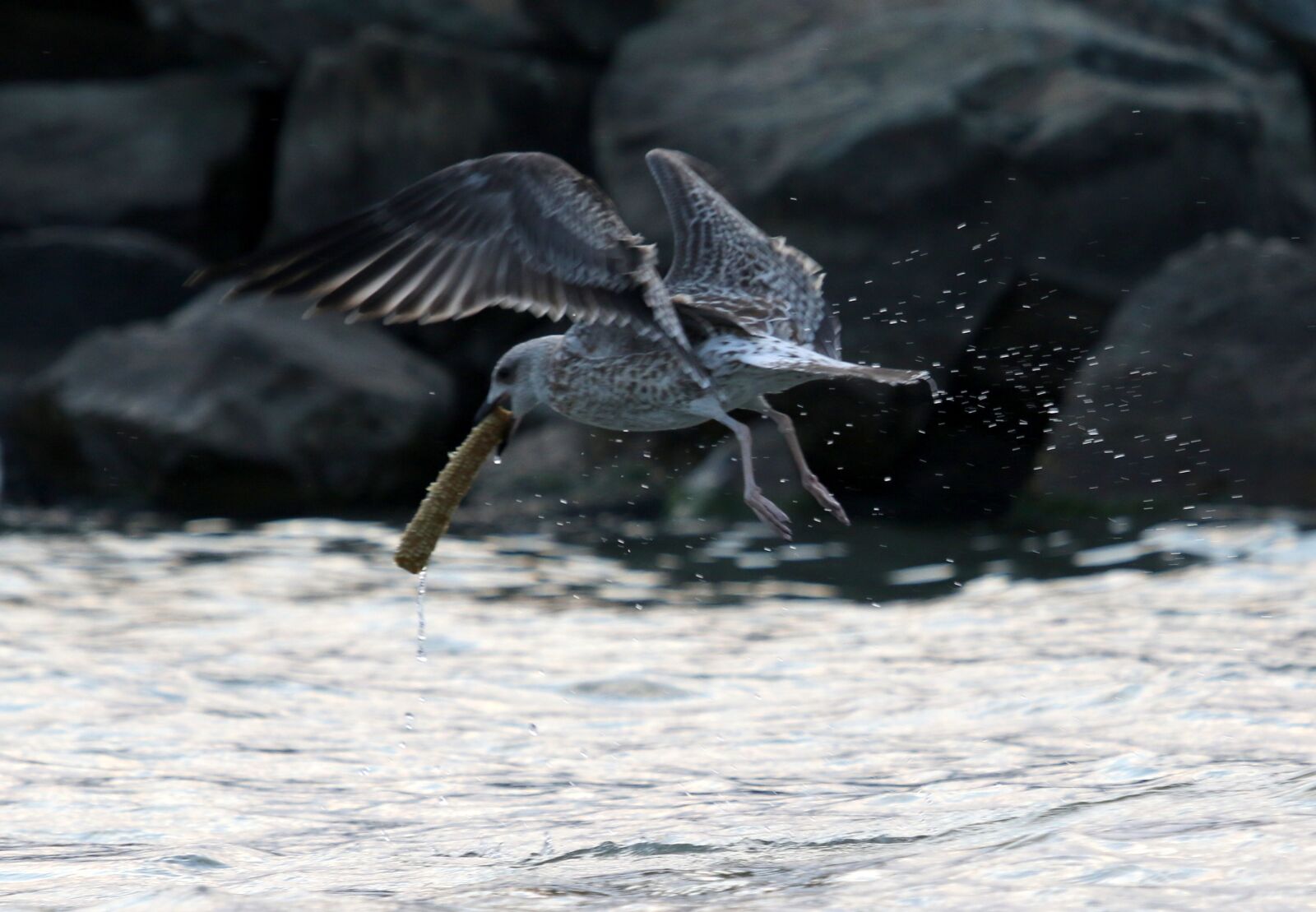 Canon EOS 7D Mark II + Canon EF 100-400mm F4.5-5.6L IS USM sample photo. Seagull, birds, food photography