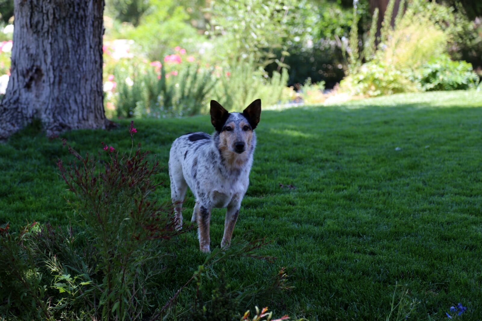Canon EOS 6D + Canon EF 24-105mm F4L IS USM sample photo. Dog, grass, animal photography
