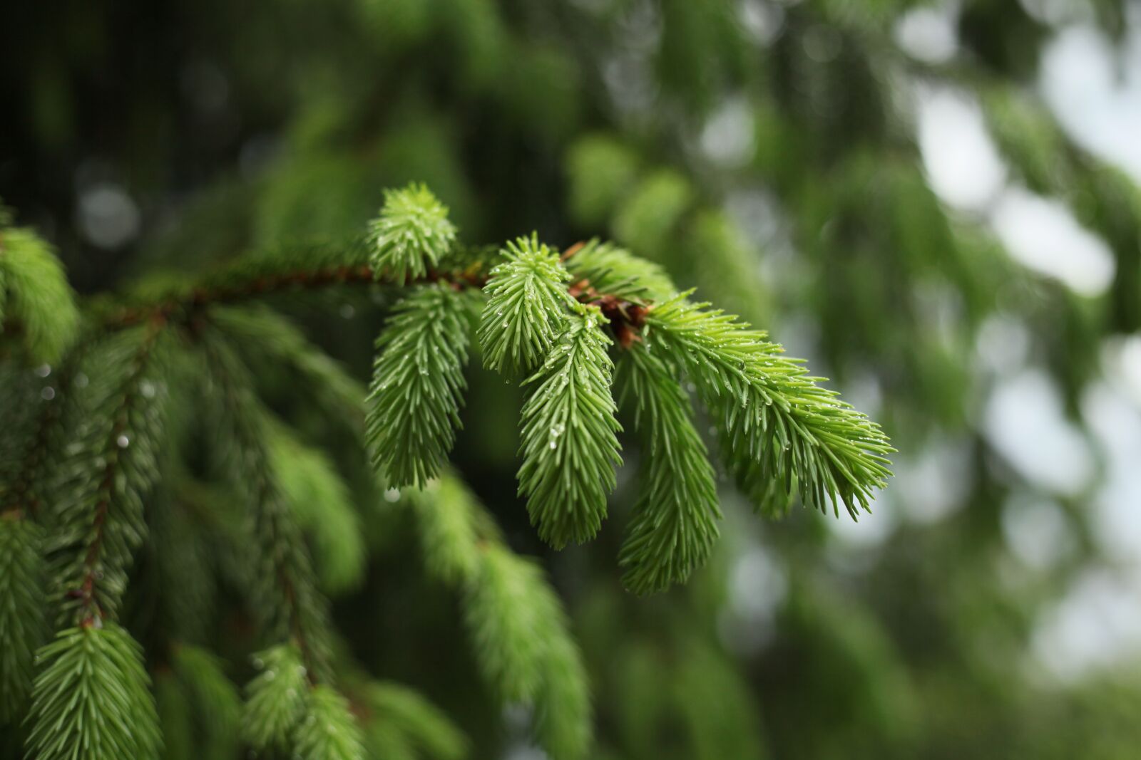 Canon EOS 5D Mark II sample photo. Spruce, rain, tree photography