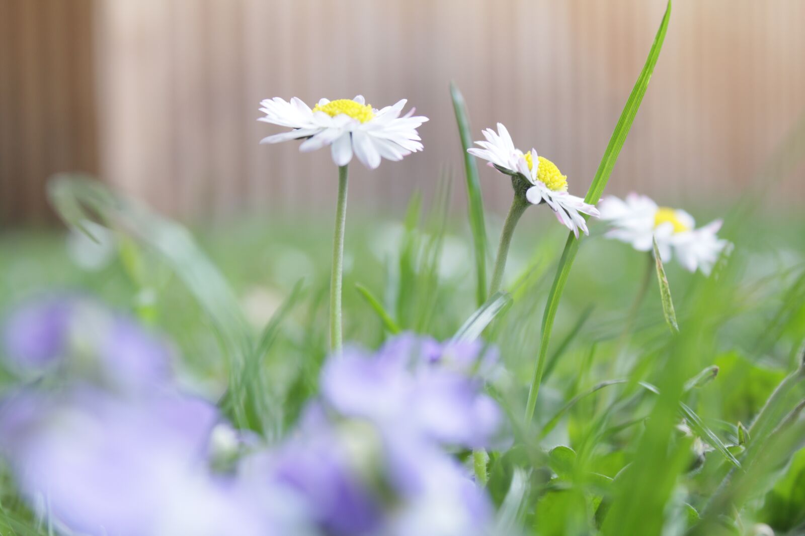 Canon EOS 550D (EOS Rebel T2i / EOS Kiss X4) sample photo. Flowers, white, green photography