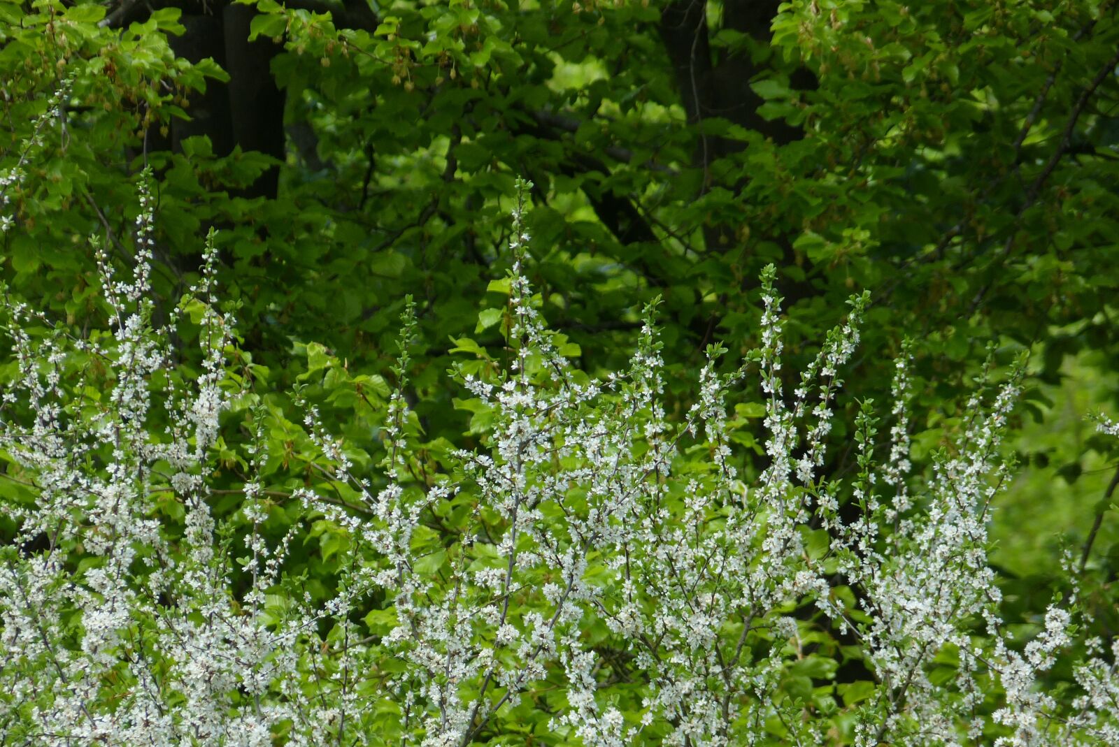 Panasonic Lumix DMC-FZ150 sample photo. Forest, landscape, nature photography
