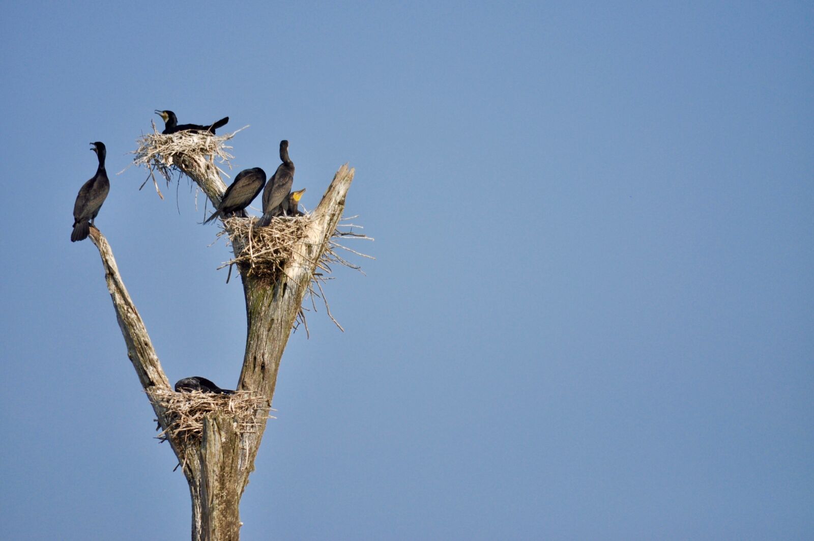 Nikon D5000 sample photo. Birds, nests, branches photography