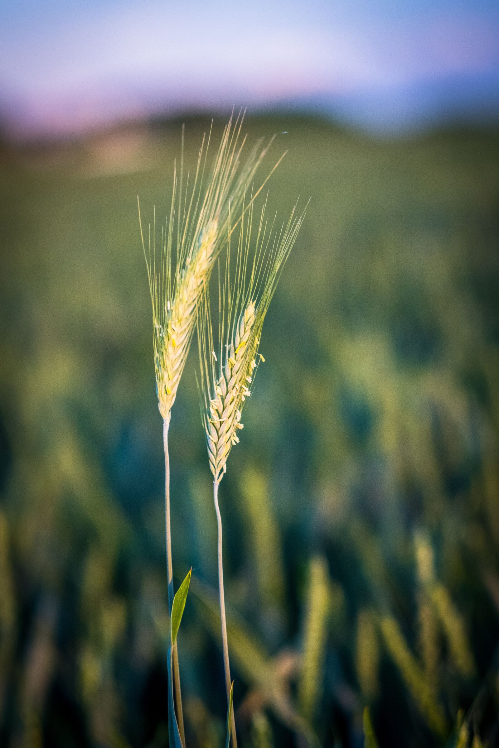 Fujifilm X-T2 + Fujifilm XF 56mm F1.2 R sample photo. Grass, blade of grass photography