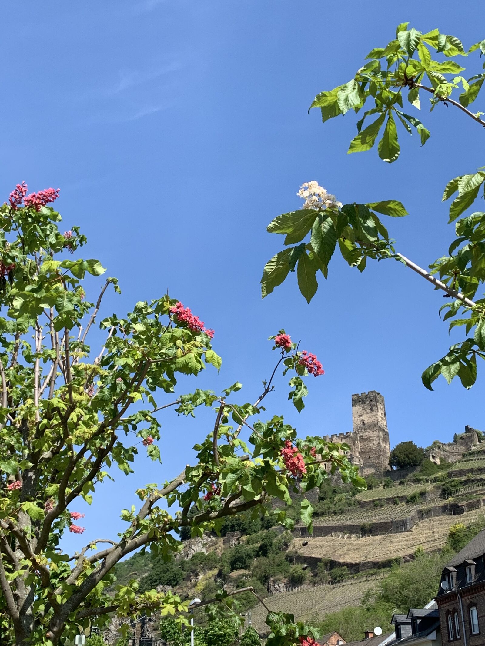 iPhone XS back dual camera 4.25mm f/1.8 sample photo. Rhine, romance of the photography