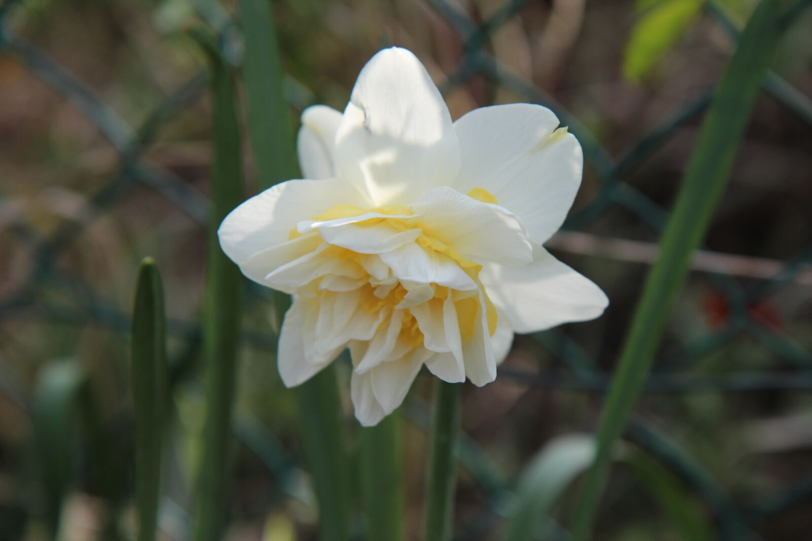 Canon EOS 600D (Rebel EOS T3i / EOS Kiss X5) sample photo. Narcissus, flowers, spring photography