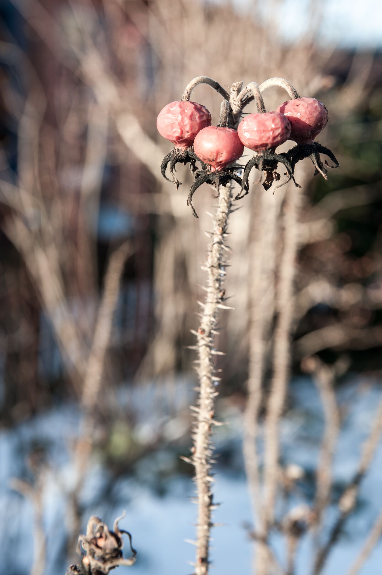 Nikon D700 sample photo. Winter, garden, frost photography
