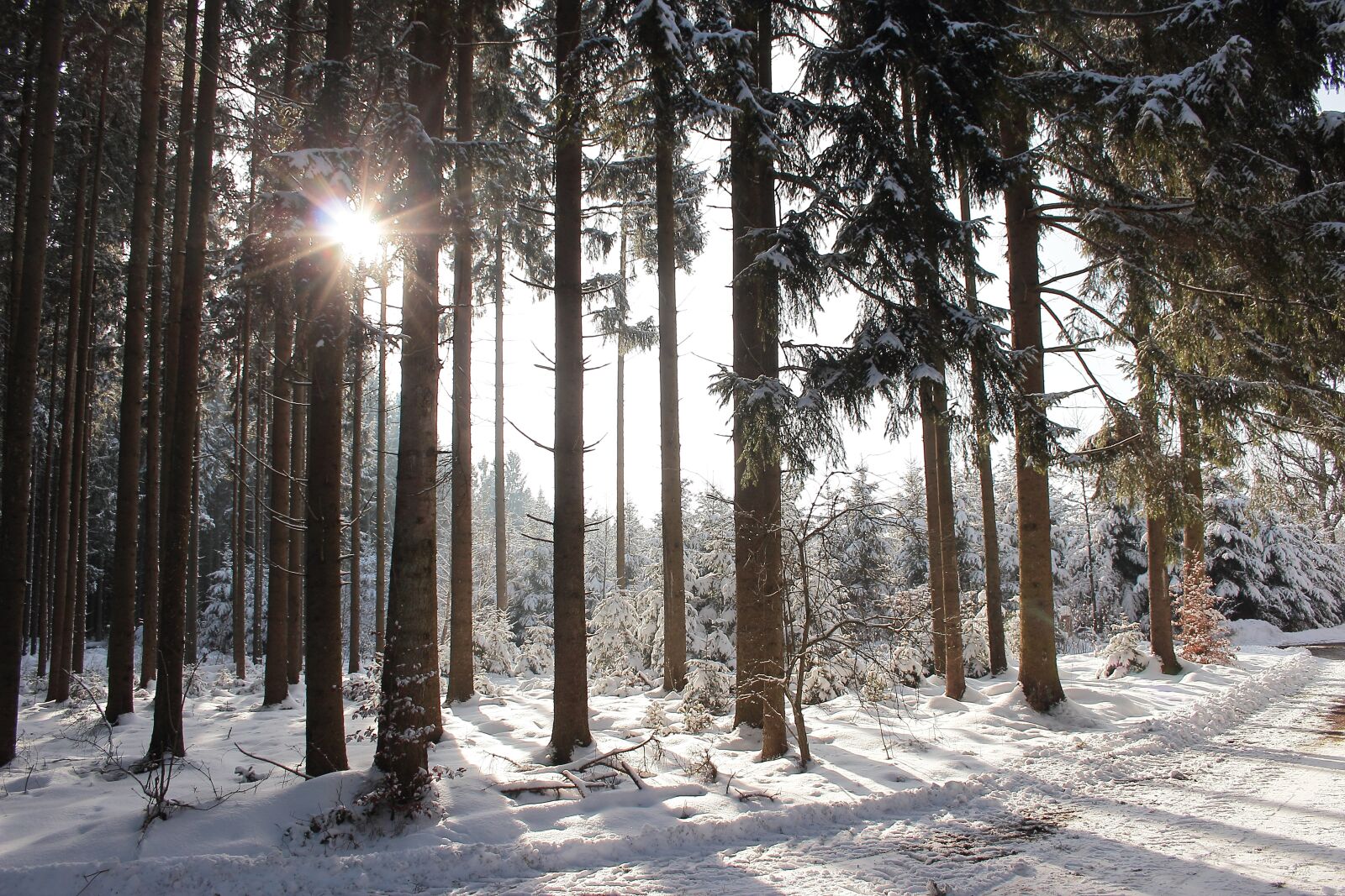 Canon EF-S 18-55mm F3.5-5.6 II sample photo. Winter sun, forest, snow photography