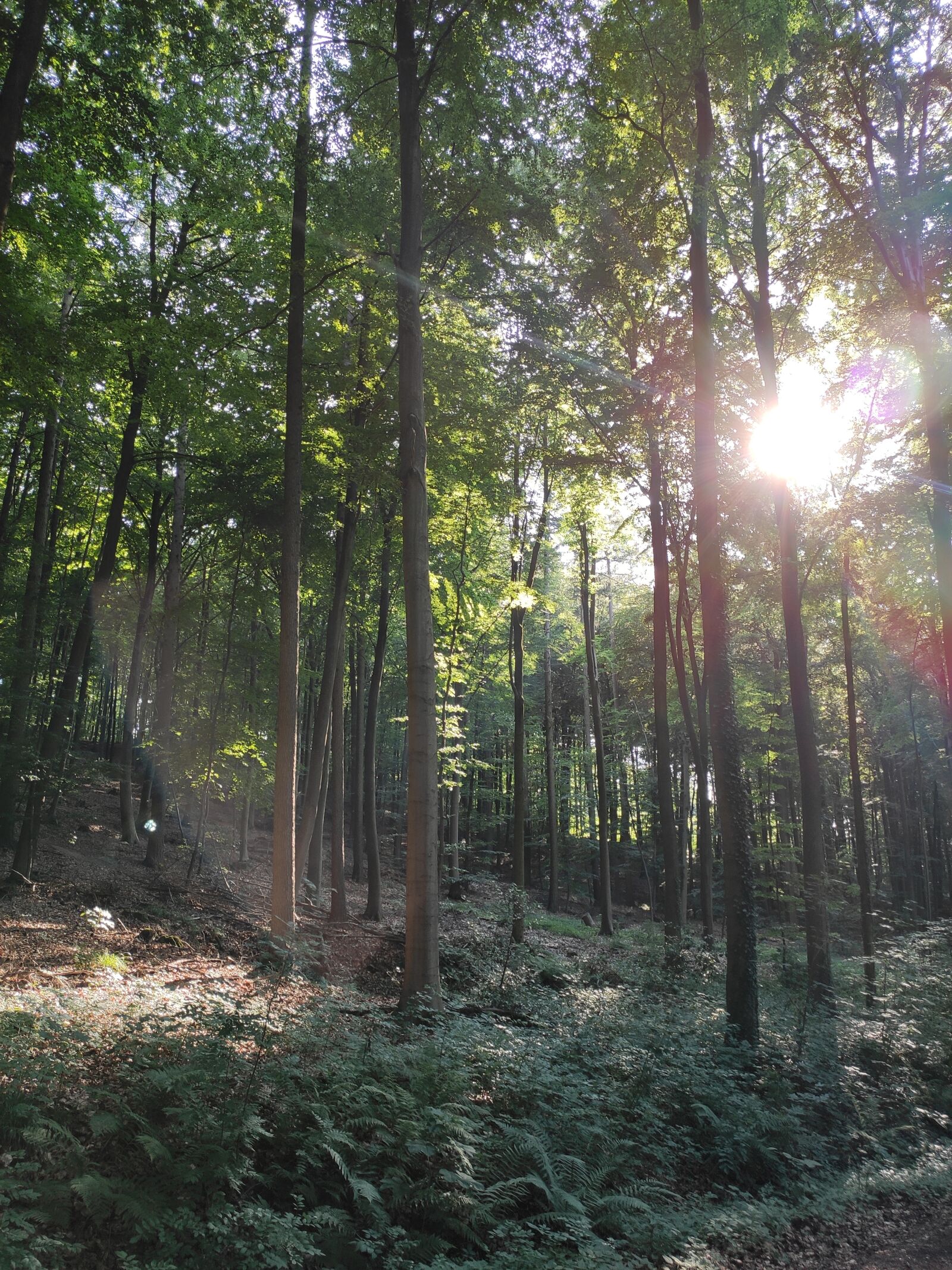 Xiaomi Mi 9 SE sample photo. Forest, sunshine, light photography