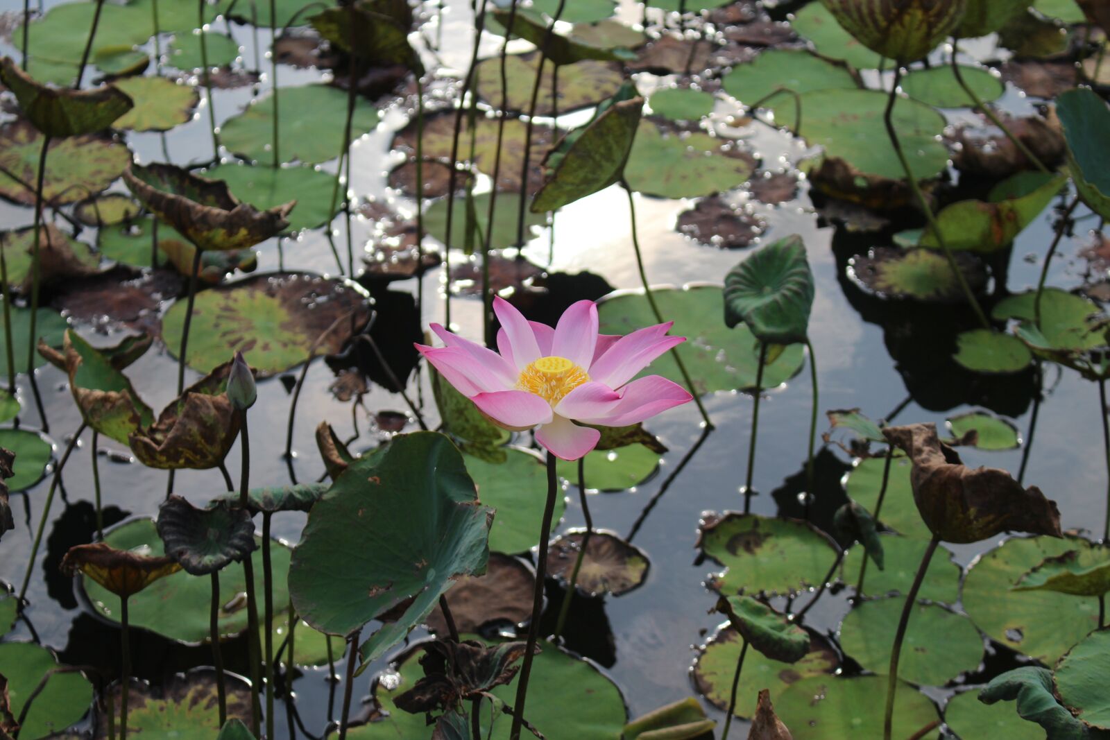 Canon EOS 700D (EOS Rebel T5i / EOS Kiss X7i) sample photo. Lotus, blossom, flower photography