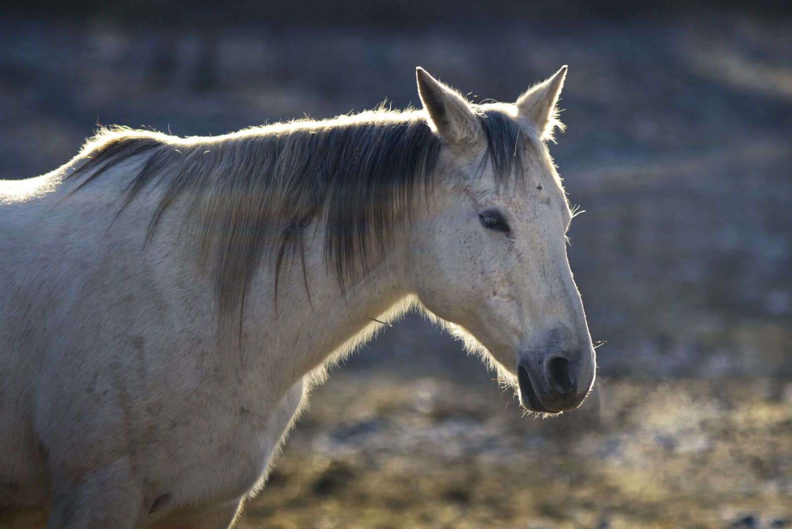 Canon EOS M50 Mark II (EOS Kiss M2) sample photo. Horse photography