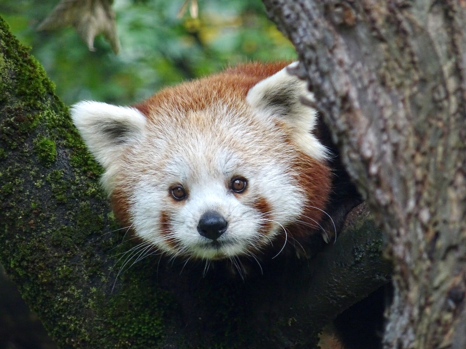 Sony DSC-HX60 sample photo. Panda, zoo, salzburg photography