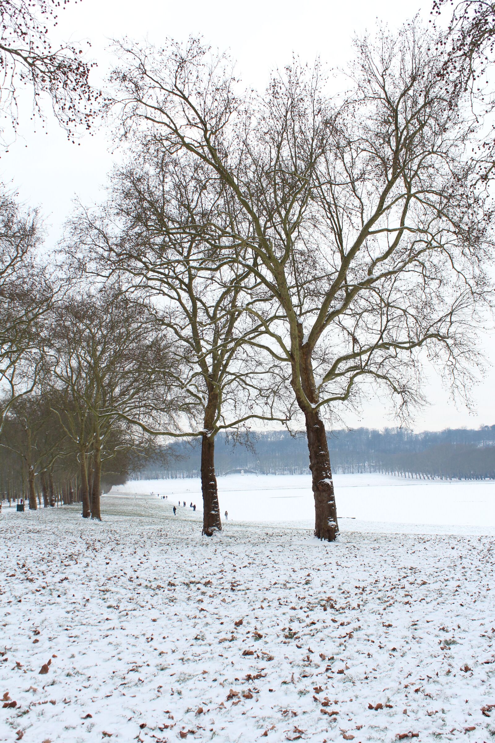 Canon EOS 600D (Rebel EOS T3i / EOS Kiss X5) sample photo. Snow, trees, nature photography