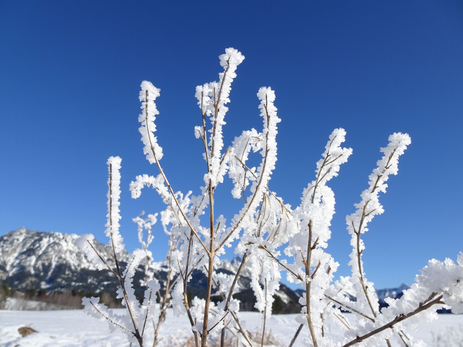 Sony Cyber-shot DSC-WX500 sample photo. Winter, wintry, frozen photography