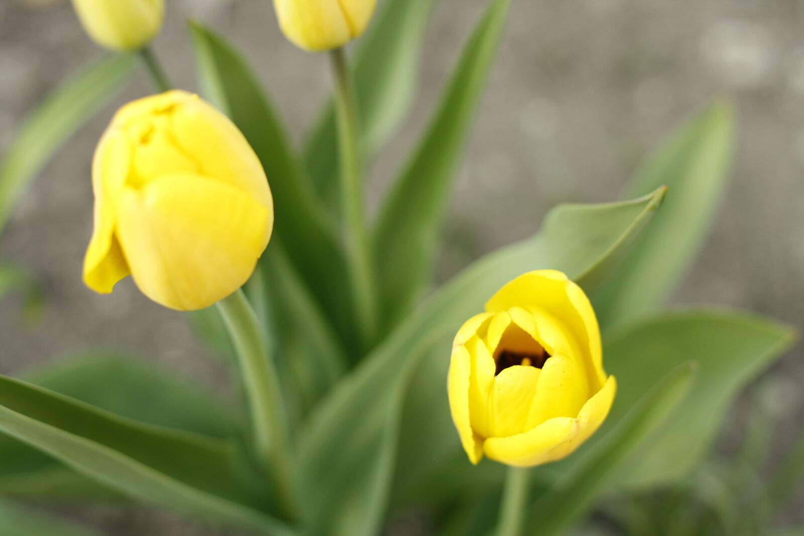 Canon EOS 1000D (EOS Digital Rebel XS / EOS Kiss F) sample photo. Yellow tulip, spring, spring photography