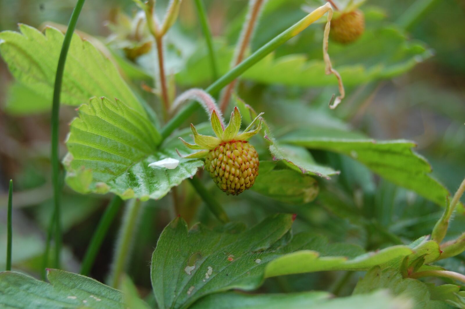 Nikon D40 sample photo. Strawberry, green, immature photography