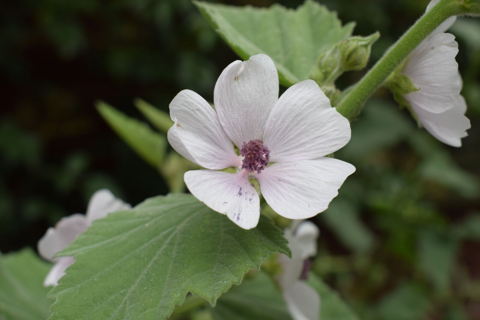 Nikon D3300 sample photo. Malva, perennial, flower photography