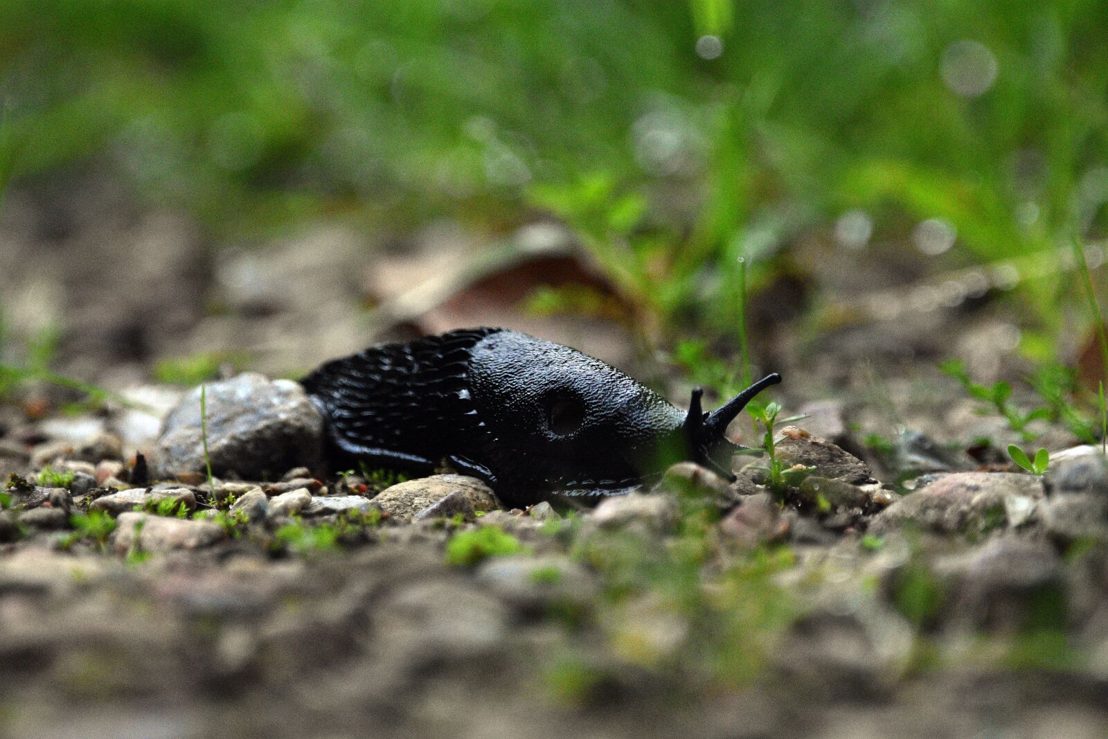 Nikon D3400 sample photo. Snail, insect, horns photography