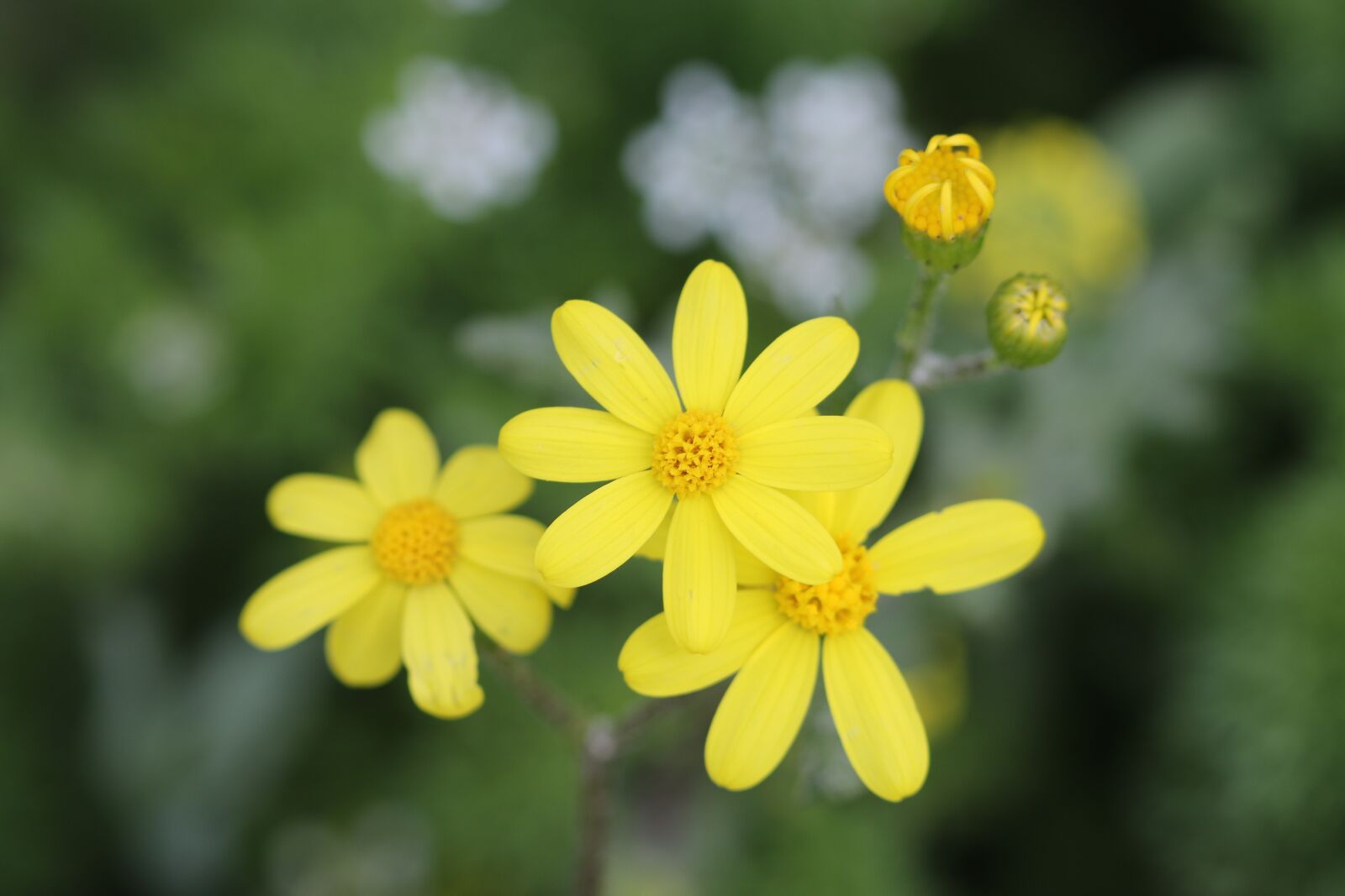 Canon EOS 70D + Canon EF 100mm F2.8 Macro USM sample photo. Green, yellow, flower photography
