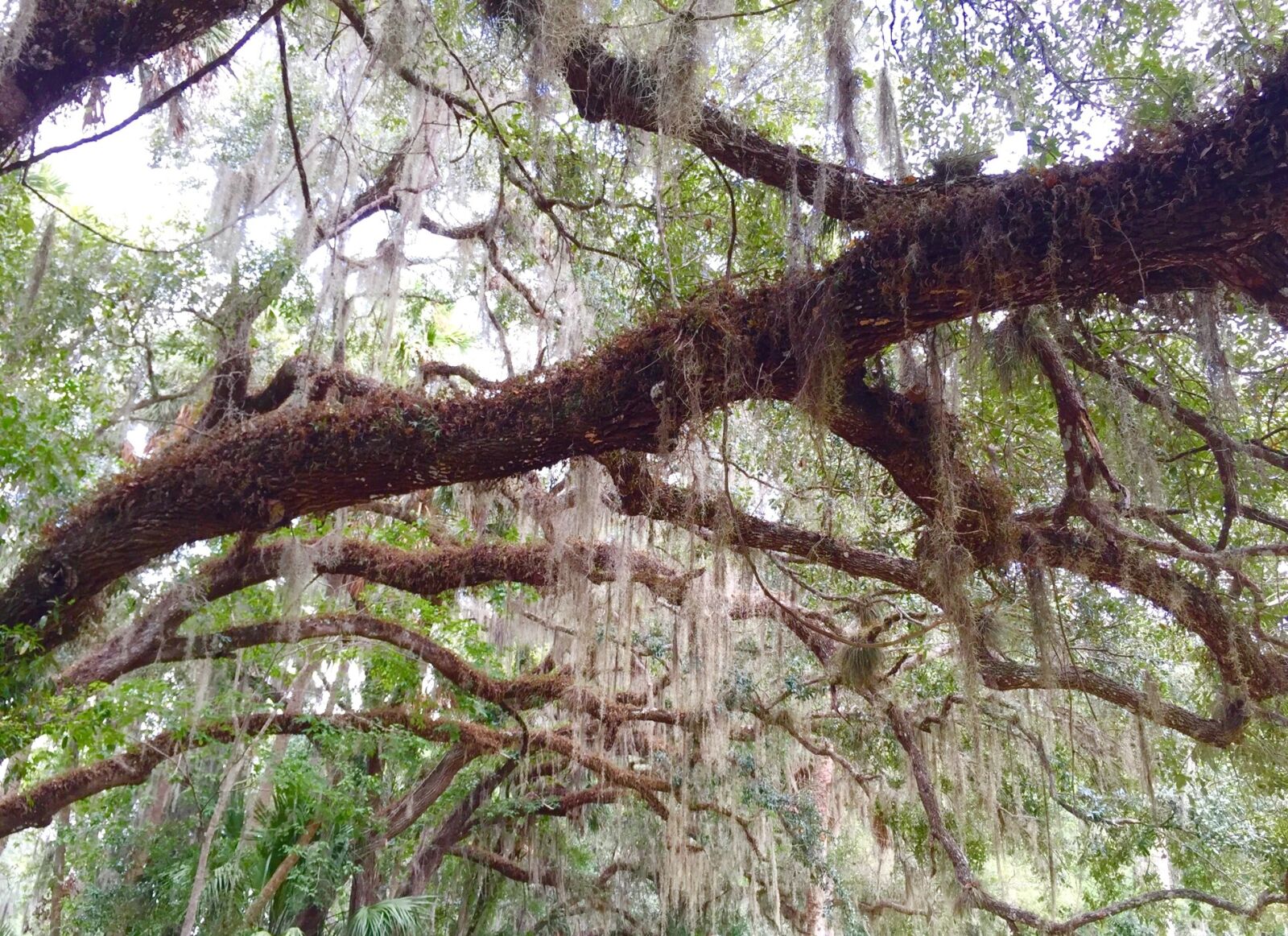 Apple iPhone 6 sample photo. Tree, oak, moss photography