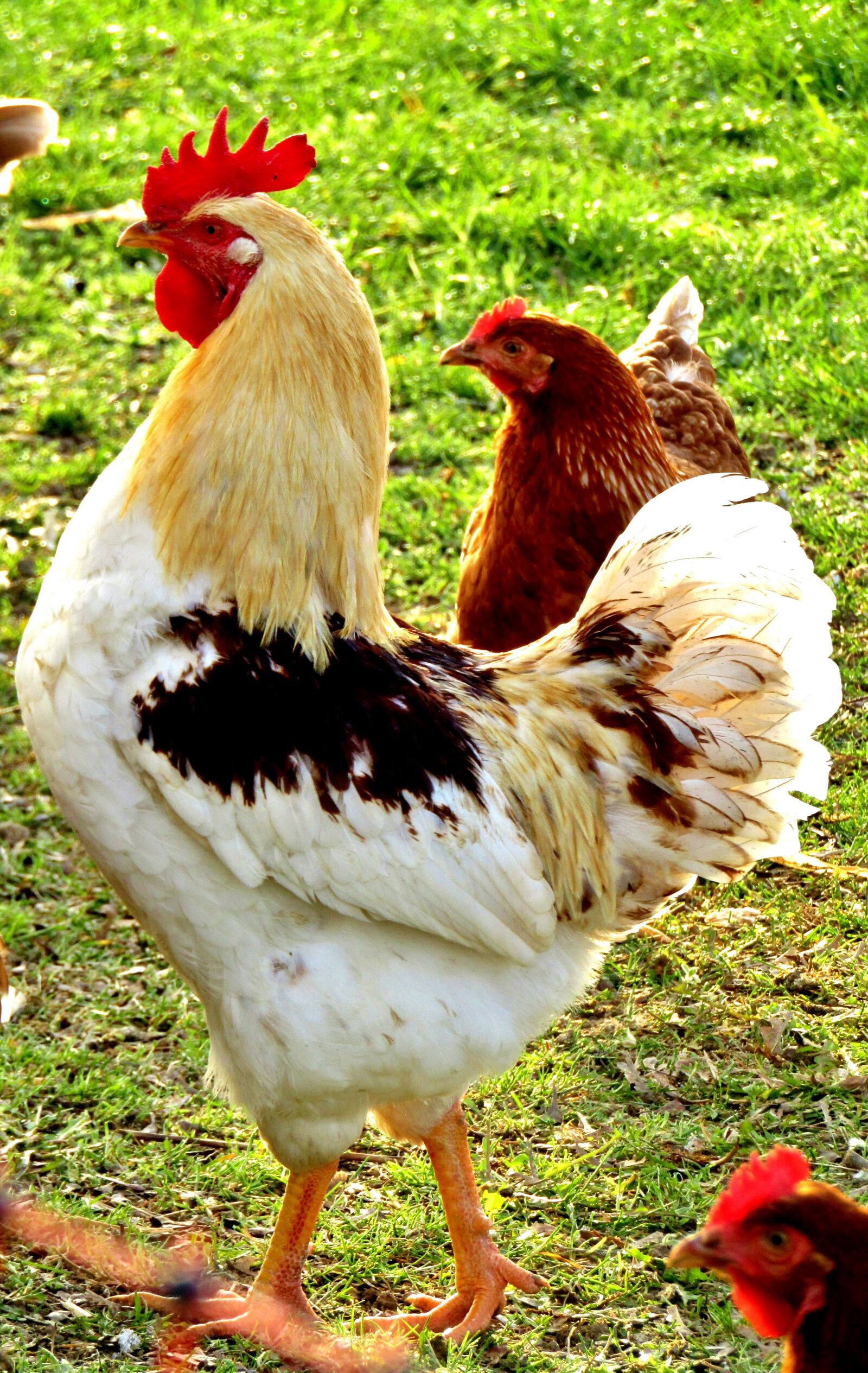 Canon POWERSHOT SX432 IS sample photo. Hahn, animal, portrait photography