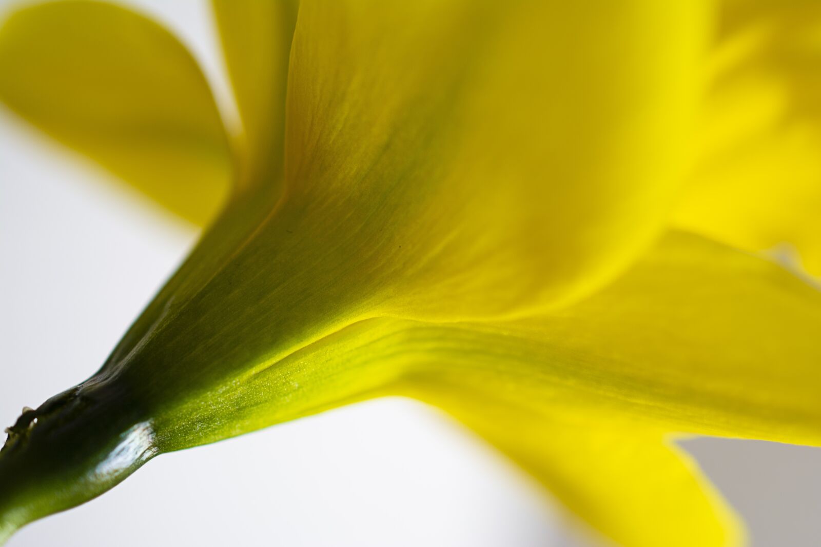 Nikon D5200 sample photo. Macro, flower, blossom photography