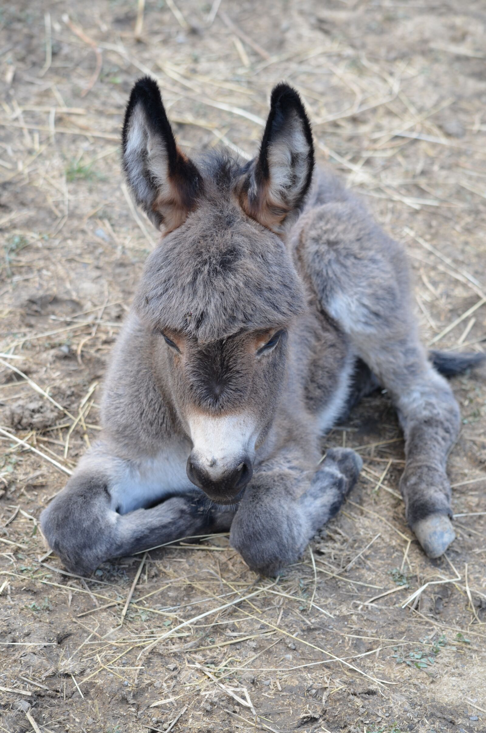 Nikon D5100 sample photo. Donkey, donkey foal, animal photography
