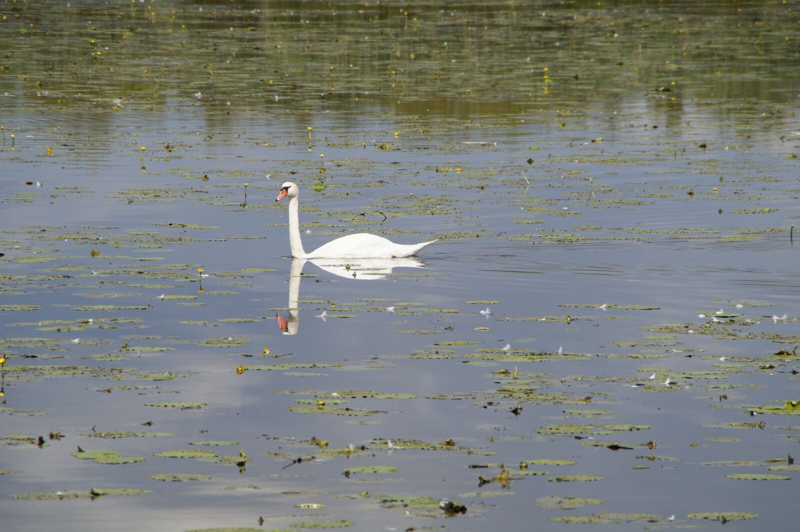 Sony SLT-A58 sample photo. Swan, water bird, beautiful photography
