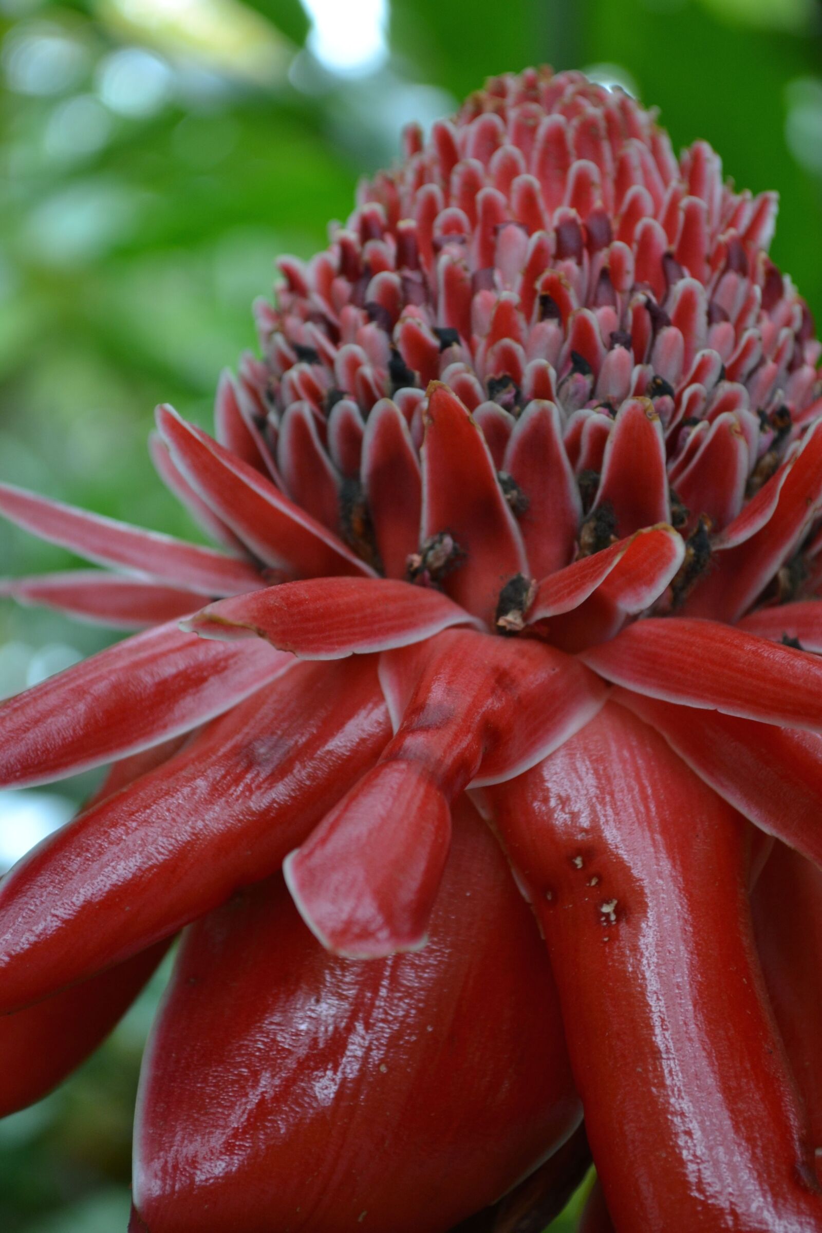 Nikon D3100 sample photo. Tropical, flower, floral photography
