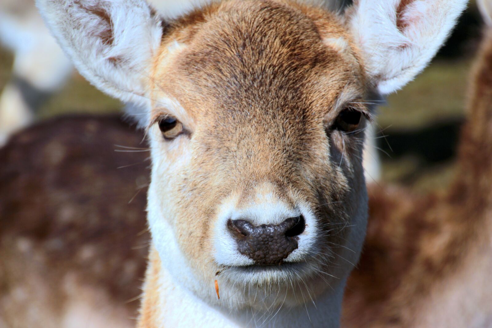 Canon EOS 650D (EOS Rebel T4i / EOS Kiss X6i) sample photo. Damtier, dama dama, wild photography