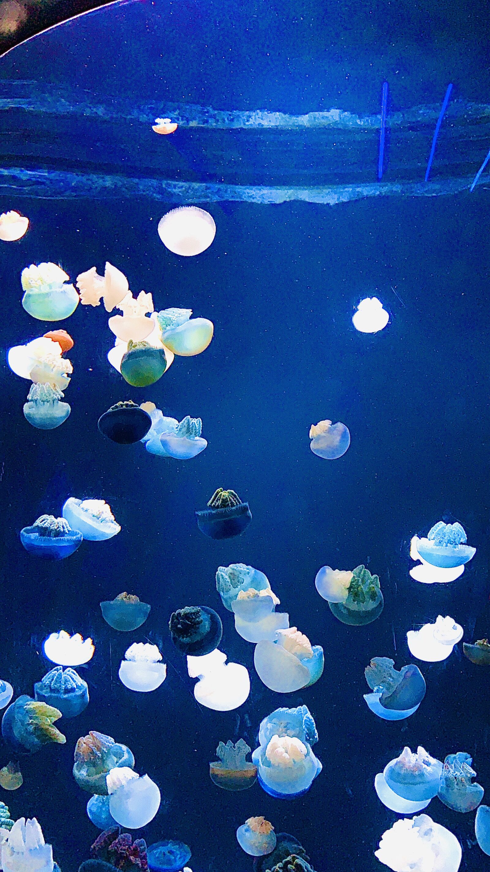 Apple iPhone XS Max sample photo. Sea, ocean, jelly fish photography