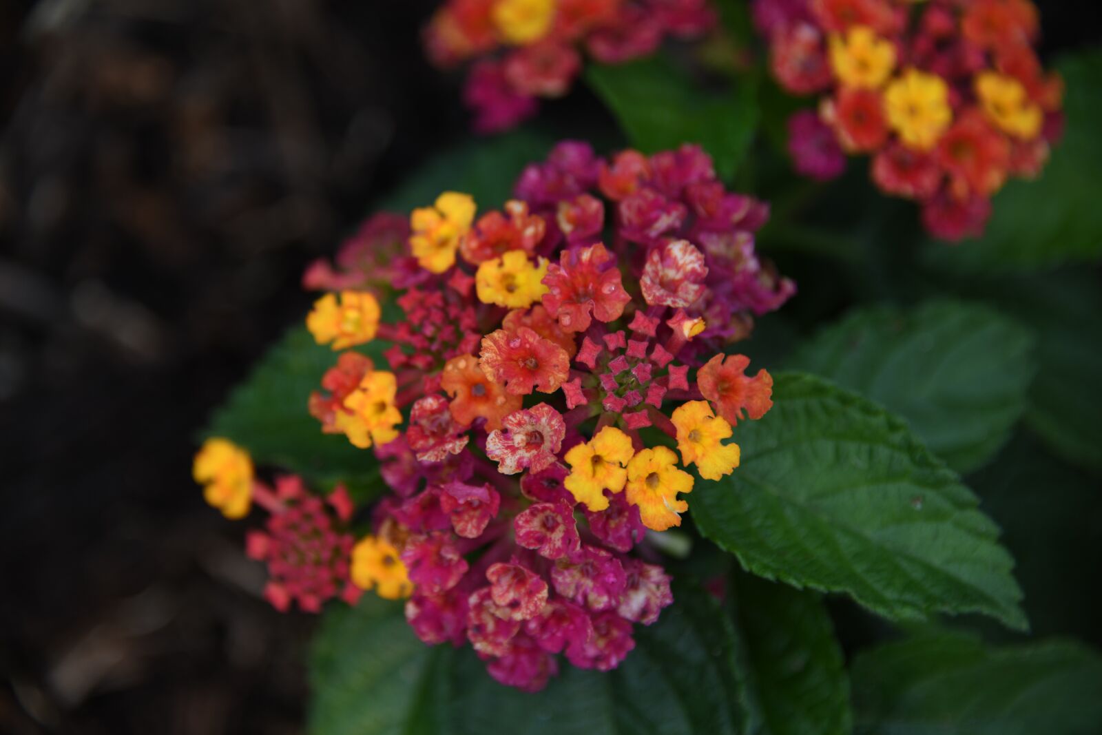 Nikon D850 sample photo. Flower, bloom, color photography
