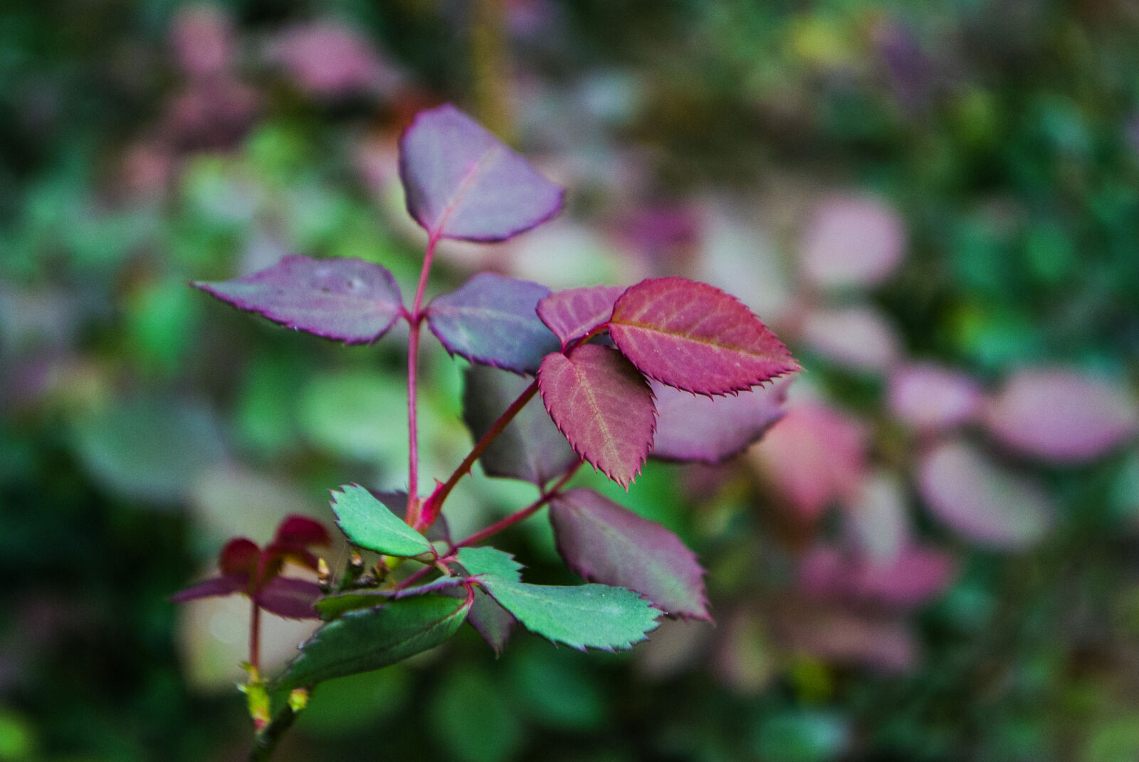 Nikon D3000 sample photo. Garden, leaves photography