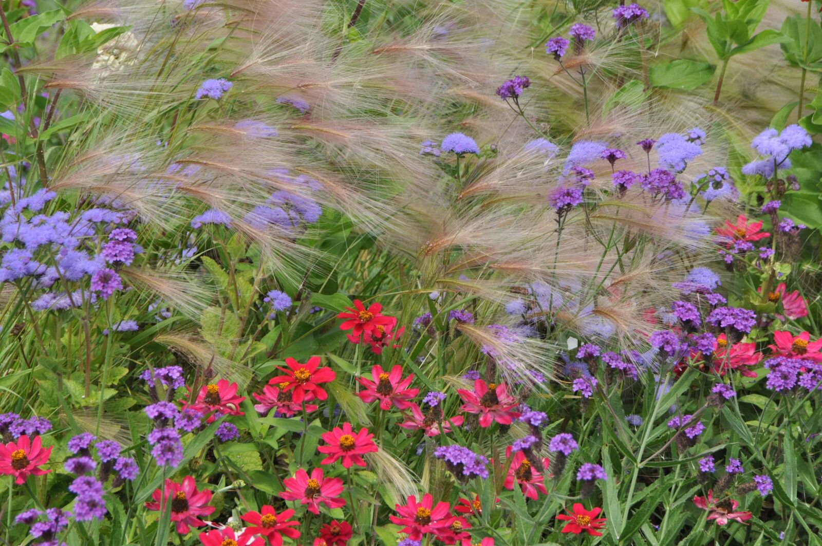 Nikon D5000 sample photo. Bed, flowers, cottage garden photography