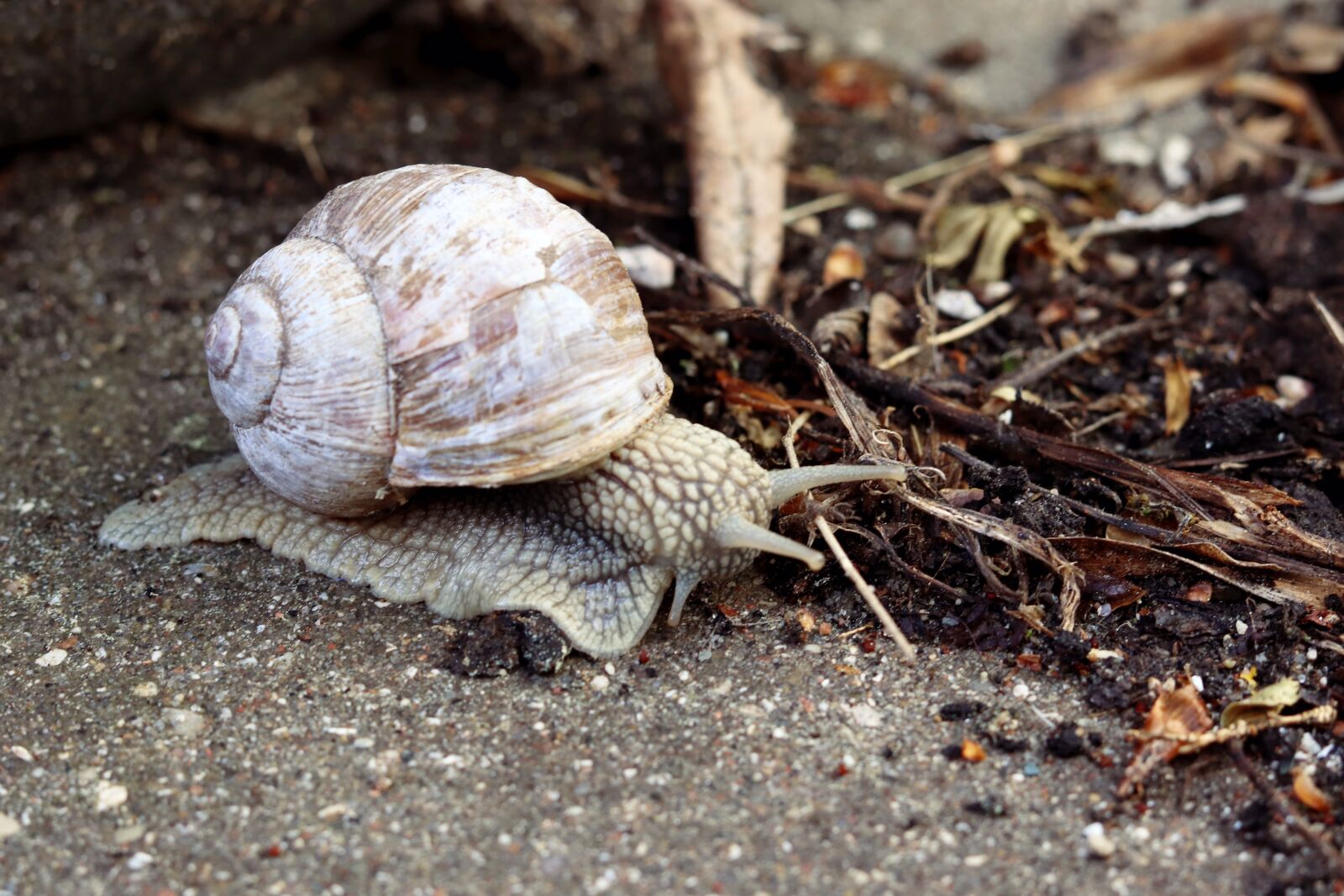 Canon EOS 800D (EOS Rebel T7i / EOS Kiss X9i) sample photo. Snail, shell, mollusk photography
