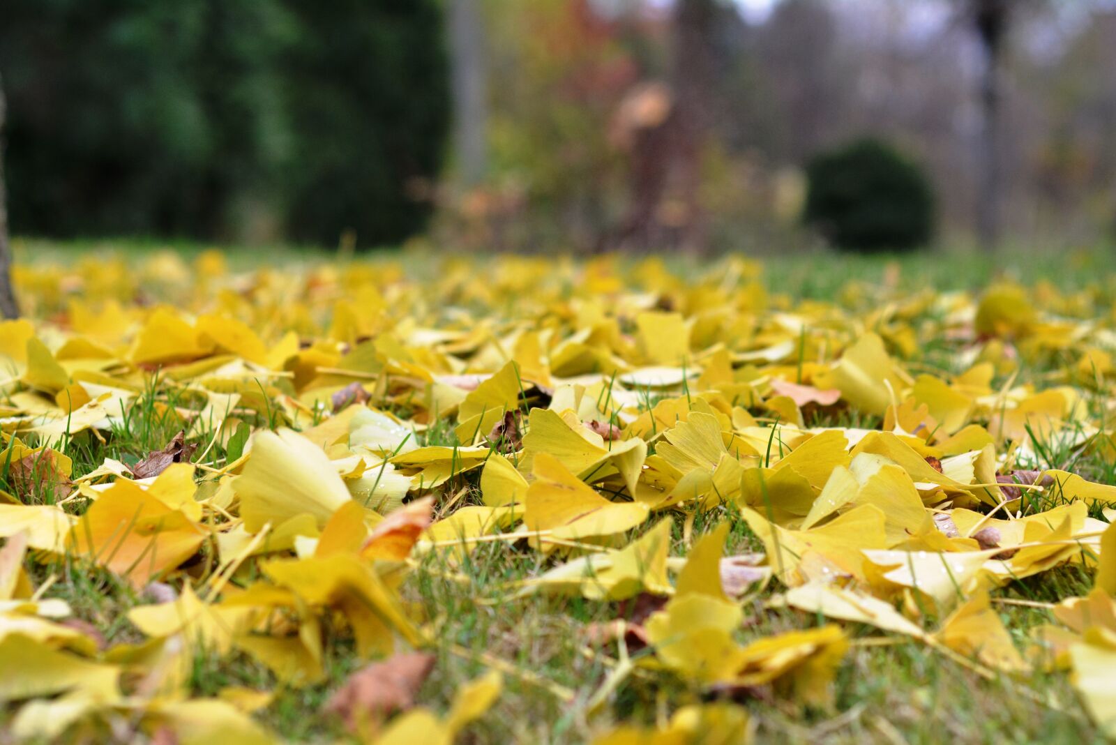 Nikon D5200 sample photo. Foliage, falling, autumn photography