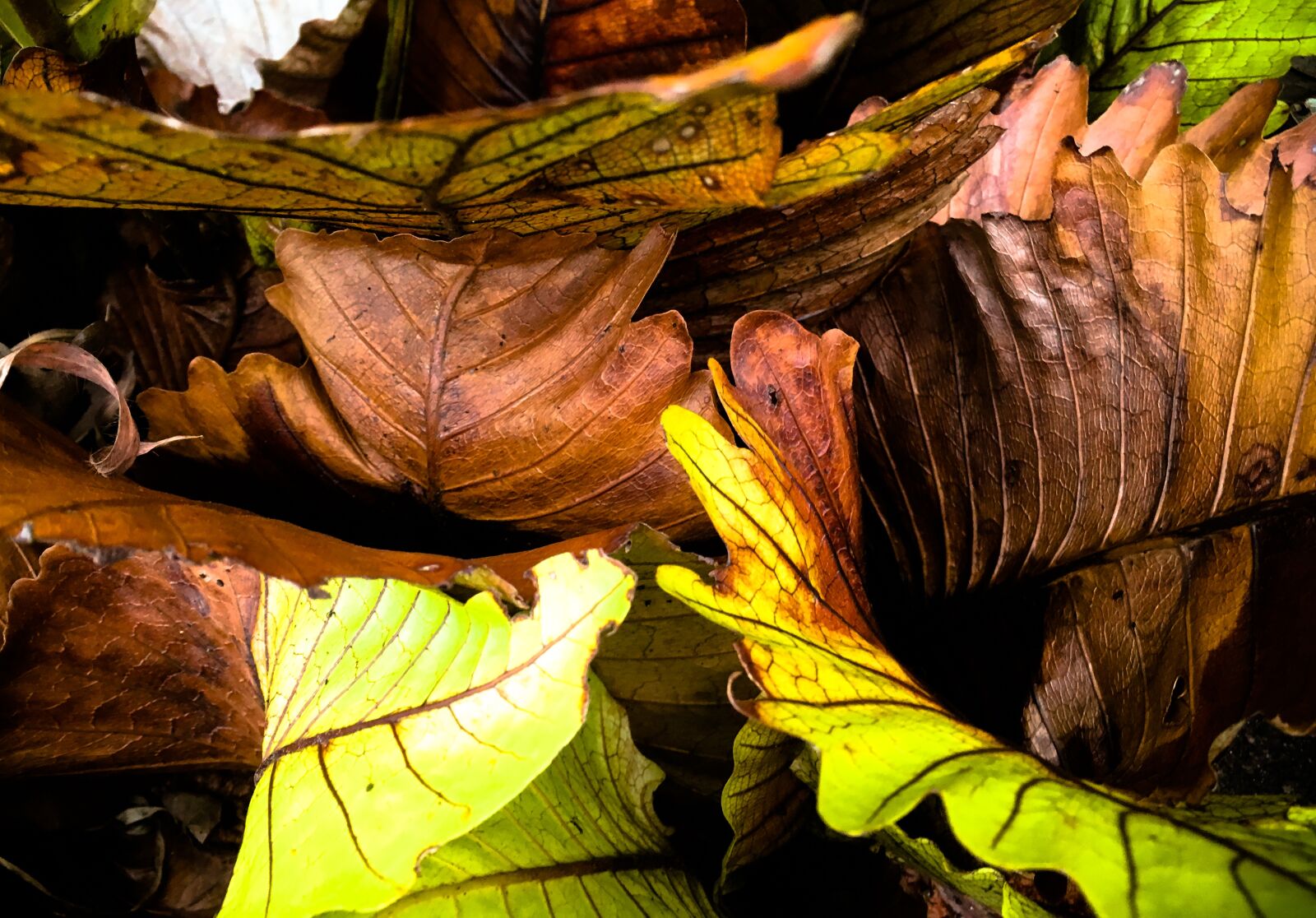 Apple iPhone SE sample photo. Nature, leaf, leaves photography