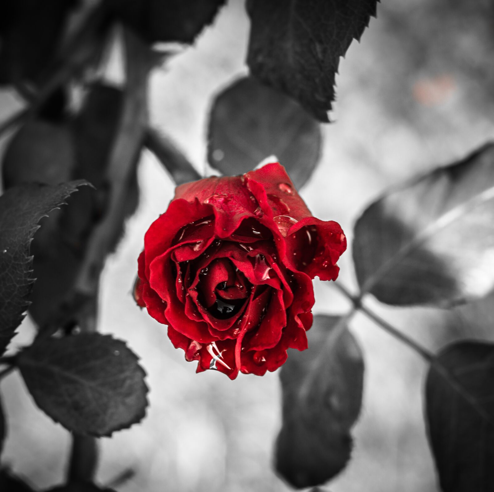 Canon EOS 70D + Canon EF 50mm F1.8 STM sample photo. Flowers, rose, roses photography