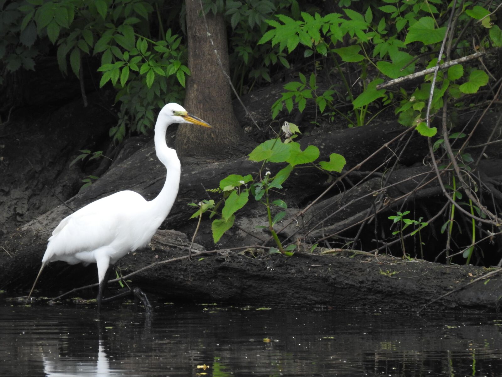 Nikon Coolpix P900 sample photo. Heron, swamp, louisiana photography
