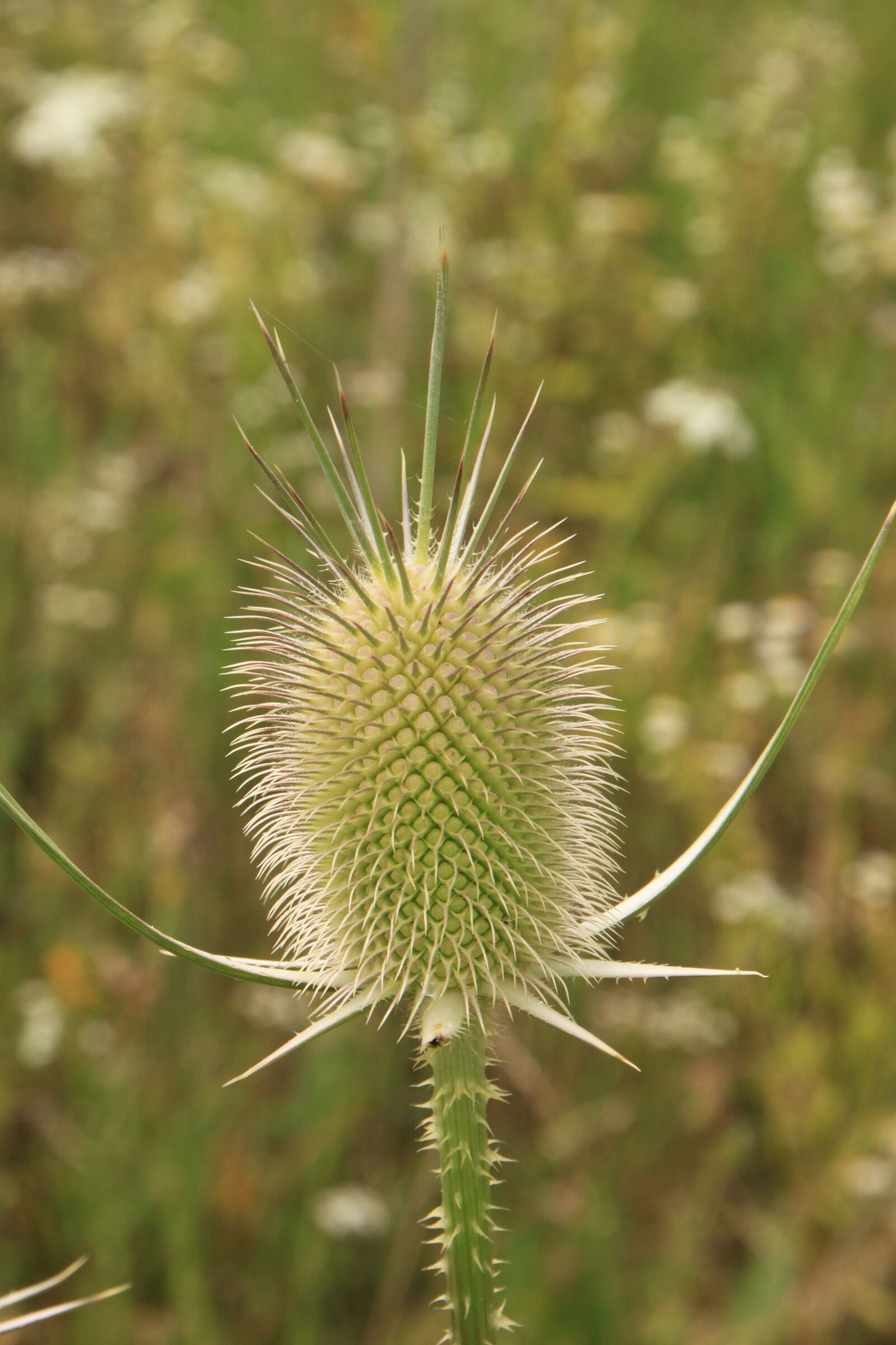 Canon EOS 500D (EOS Rebel T1i / EOS Kiss X3) sample photo. Dipsacus, flower-head, flowers photography