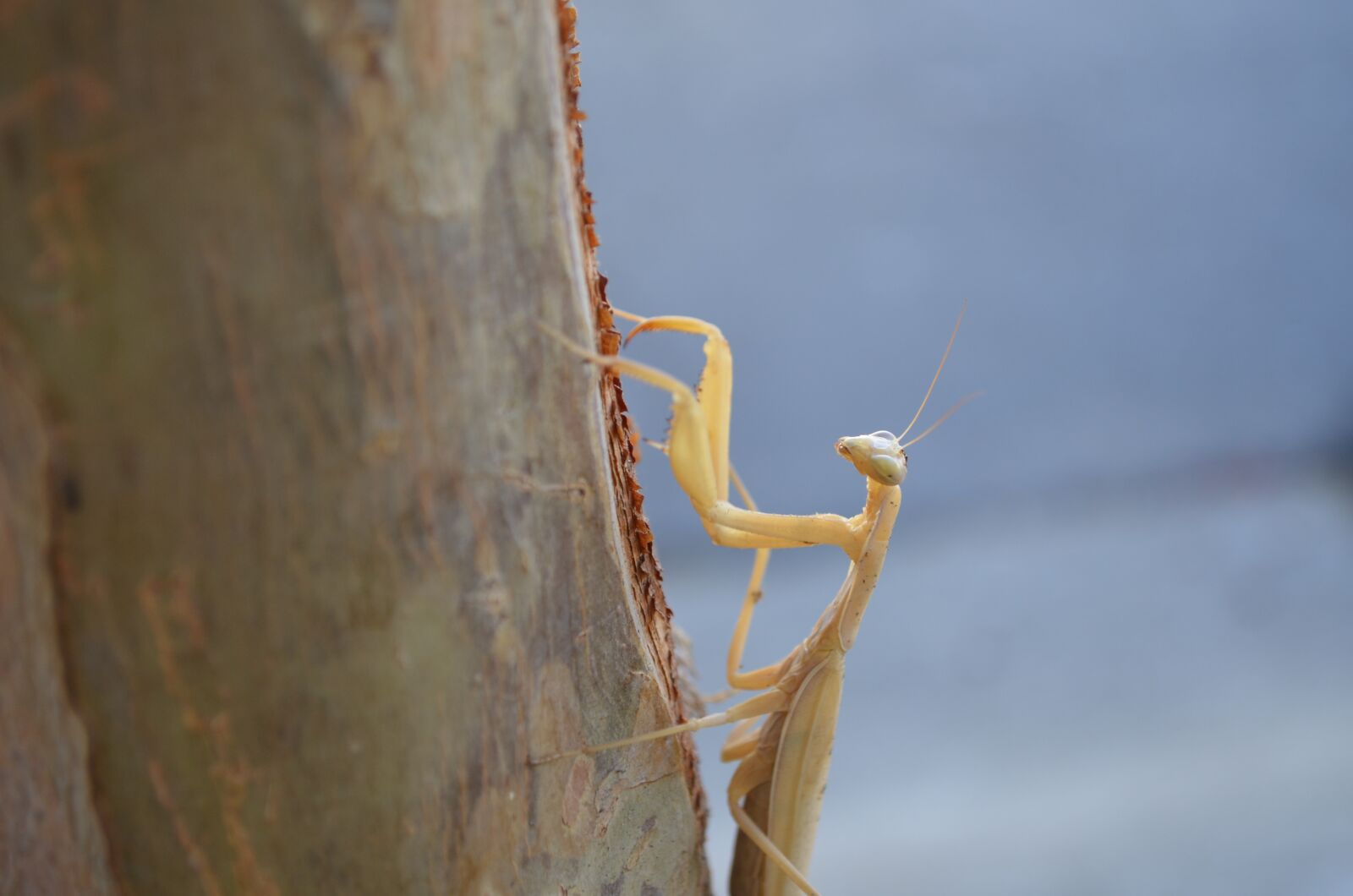 Nikon D5100 sample photo. Praying mantis, tree, nature photography