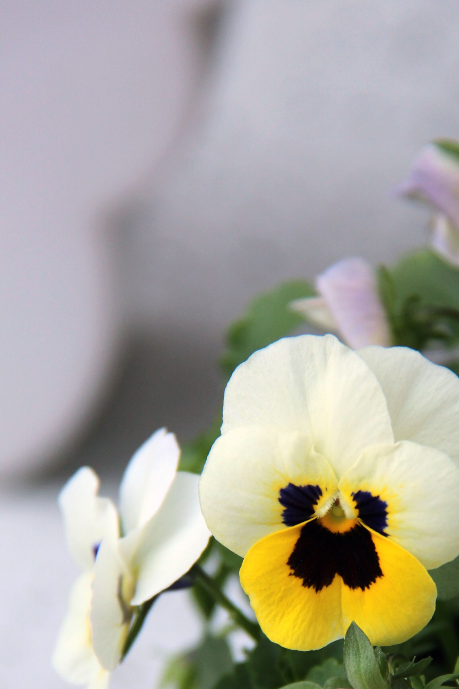 Canon EF-S 18-200mm F3.5-5.6 IS sample photo. Pansy, flower, spring photography