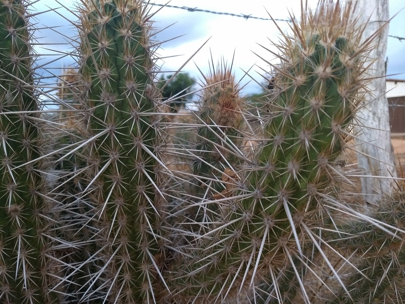 Motorola Moto G (5) Plus sample photo. Cactus, succulents, nature photography