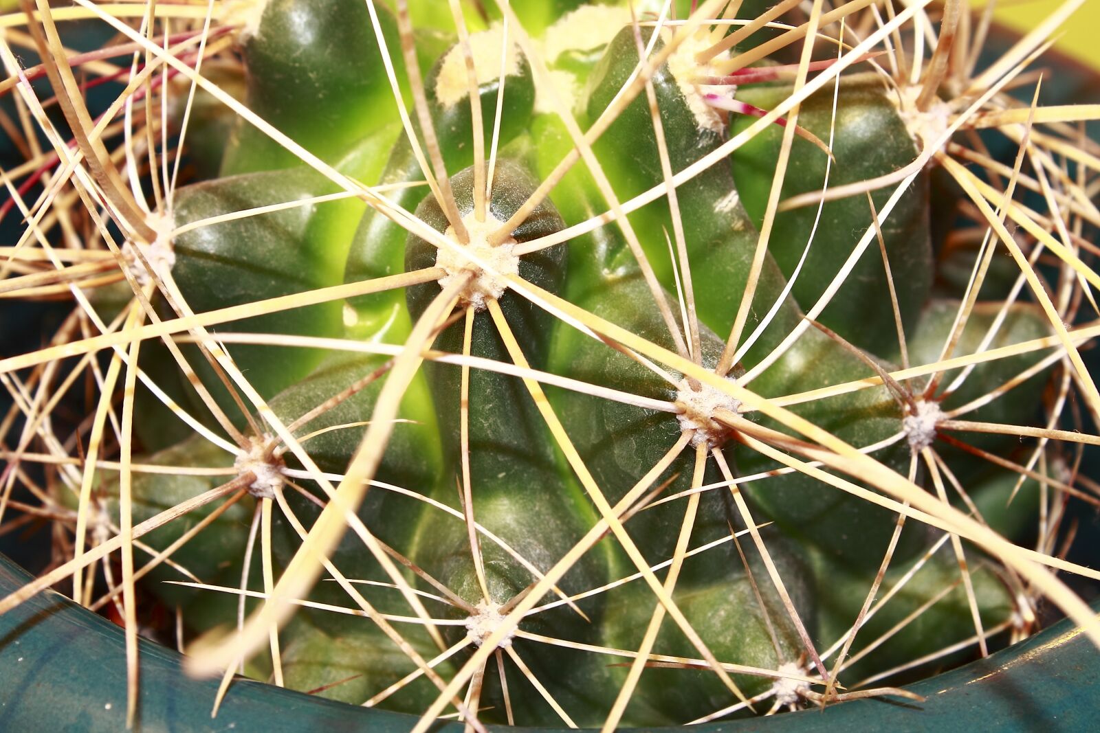 Canon EOS 1100D (EOS Rebel T3 / EOS Kiss X50) sample photo. Cactus, plant, thorns photography